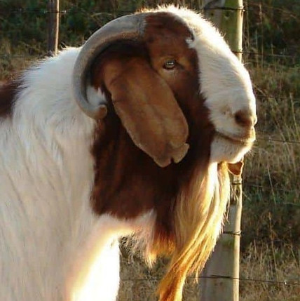The-15-Best-Goat-Breeds-Boer-Goat_edited