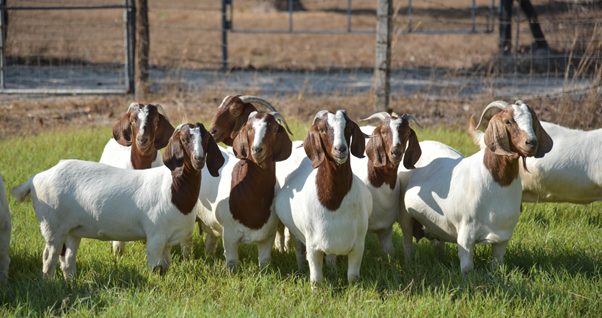 goat-1_for-aha.webp