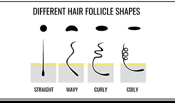 different-hair-follicle-shapes.jpg