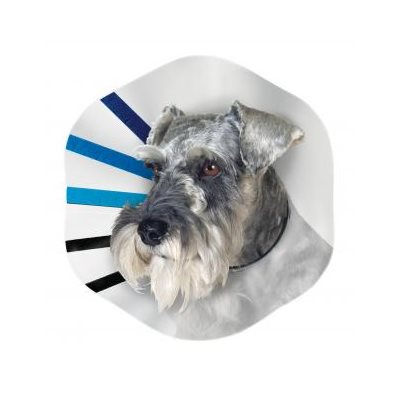 KONG EZ Clear Collar Medium