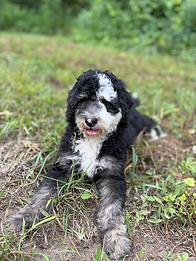 Mocah male 1 _ 12 wks c.heic