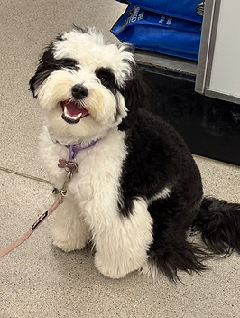 Stormy Tiny Sheepadoodle from Marc (Zoey
