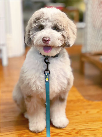 Roy - Sheepadoodle pup_edited.jpg
