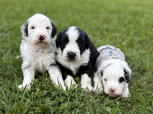 Lucy Boys _ 4 wks.heic