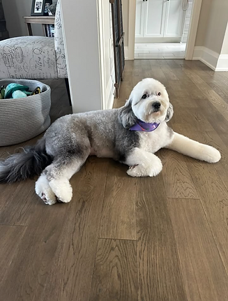 Remi from Norah & Ollie 45 lbs best dog.png