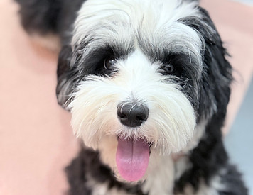 Sheri F Tiny Sheepadoodle pup.JPEG
