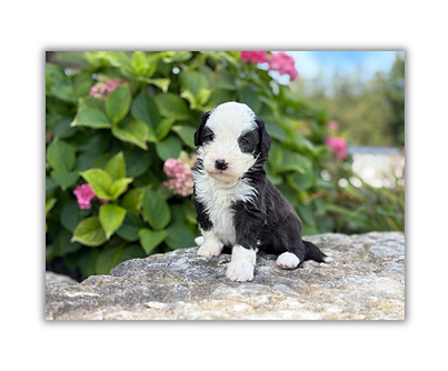 Gwen & Ollies Girls 4 weeks - F2.PNG