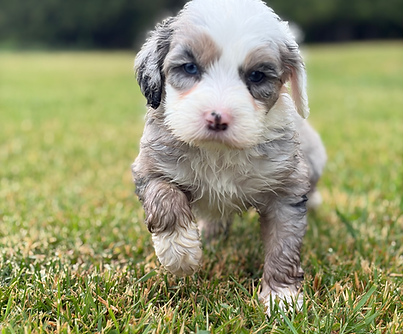 Mocah M4 _ 5 wks.heic