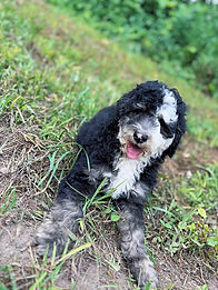 Mocah male 1 _ 12 wks d_edited.jpg