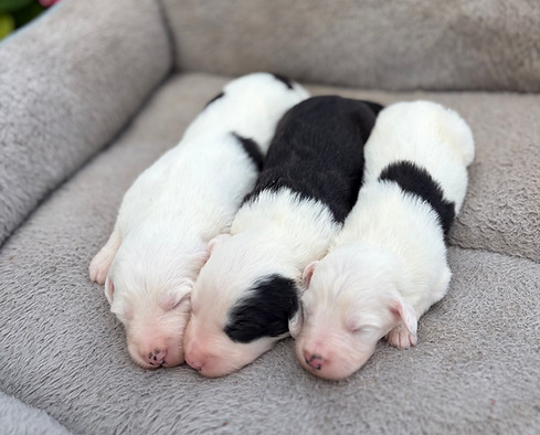 Bella's Sheepadoodle girls