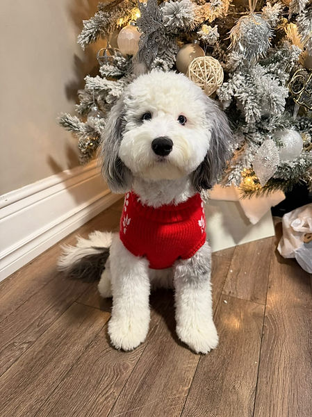 Olive Christmas Tiny Sheepadoodle.jpg