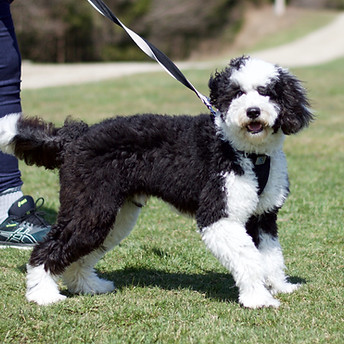 Gryffin Mini Sheepadoodle Teen.jpeg