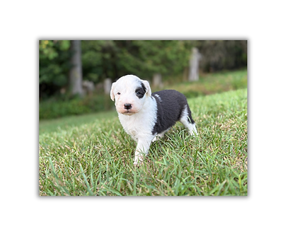Bella’s pups 4 weeks  - M3.PNG