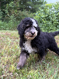 Mocah Male 1 _ 12 wks a.HEIC