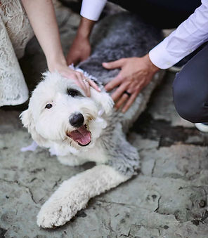 Moyen Sheepadoodle