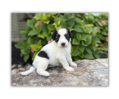 Gwen & Ollies Girls 4 weeks - F4.PNG