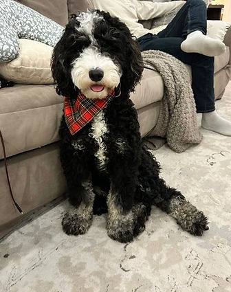 Chevy Mini Sheepadoodle Jasmine & Tux.PNG