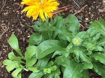 All these herbs growing in my garden right now