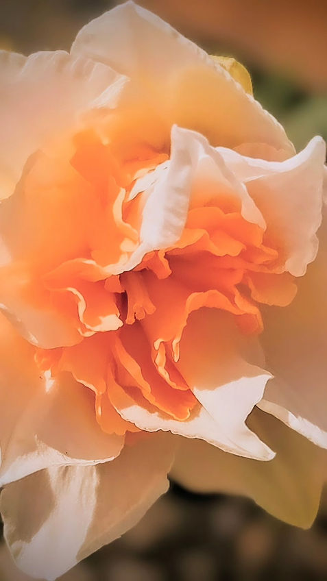Flower1.jpg