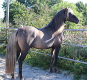 Silver grullo black dun Morgan horse