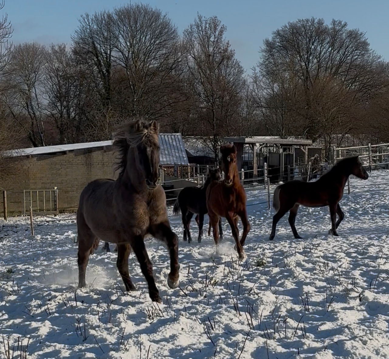 Morgan horses