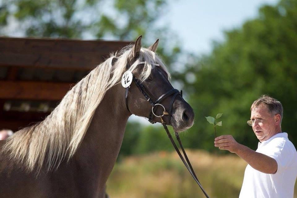 Morgan horse