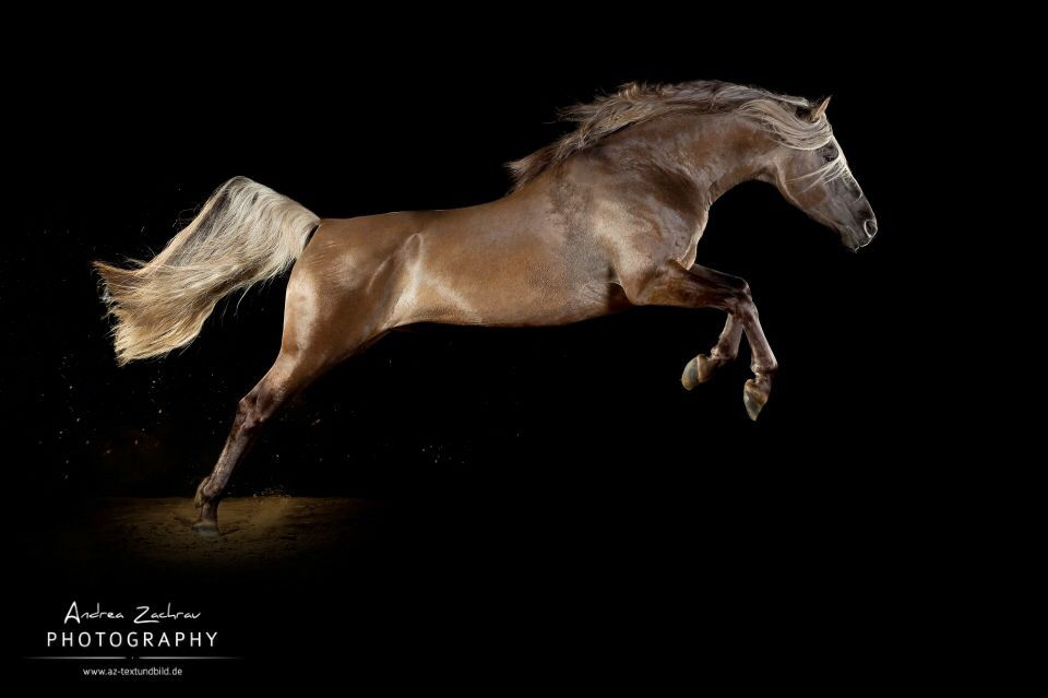 Morgan horse