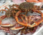 Crab