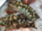 King Prawns