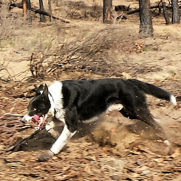 Writer: Angie Untisz DVM