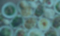 kosher-food-in-foshan-china-header.jpg