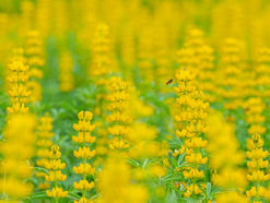 魯冰花季盛大開幕 一起來龍潭賞花