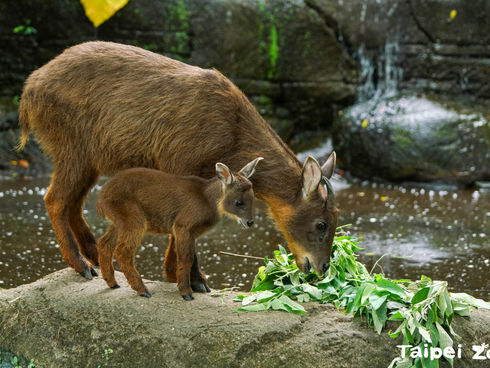 臺灣野山羊寶寶「薇寶」滿月 延續域外族群血緣新希望