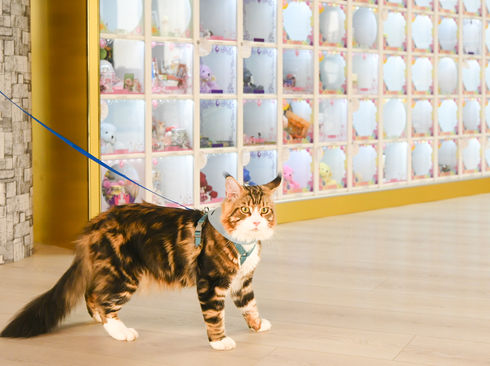 全台寵物生命紀念園區開幕 讓毛小孩的最後旅程妥善安置