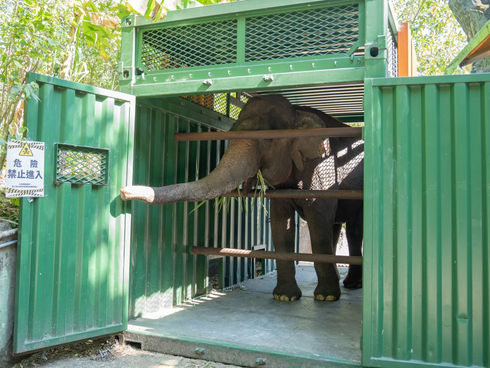 動物園搬遷四十周年 亞洲象搬遷再度上演