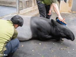 世界動物日 揭開保育員「動物訓練」背後的動物福祉思維