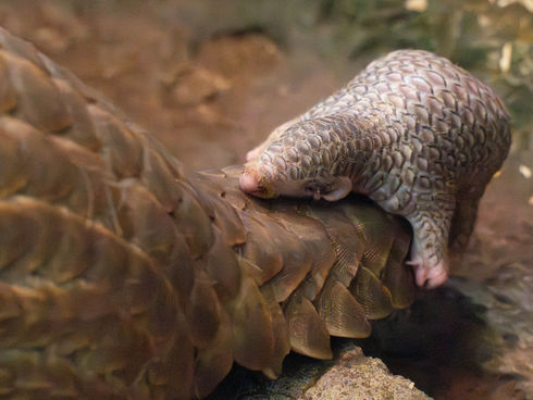 穿山甲「士林」當爸 女兒「膏夏」滿月來報到