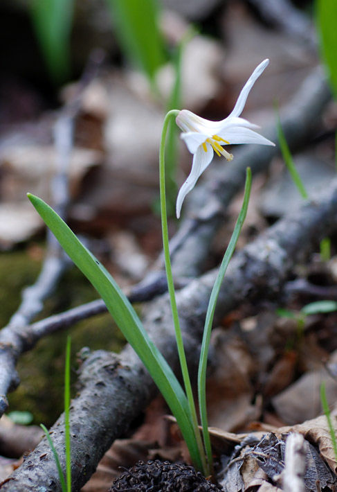 Fawn lily, trout lily, dog-toothed violet, Erythronium albidum, https://kswildflower.org/index.php