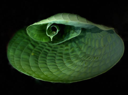 A spiralling leaf showcases intricate green hues and textured patterns, inviting a closer look at nature's artistry against a dark backdrop.