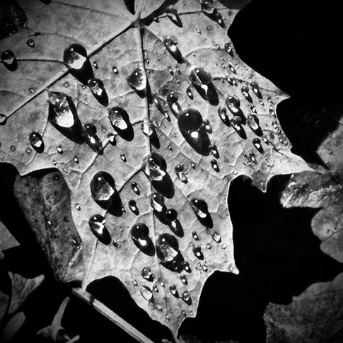 A leaf photographed in black and white, textured and dotted with water droplets that emphasise its delicate surface.