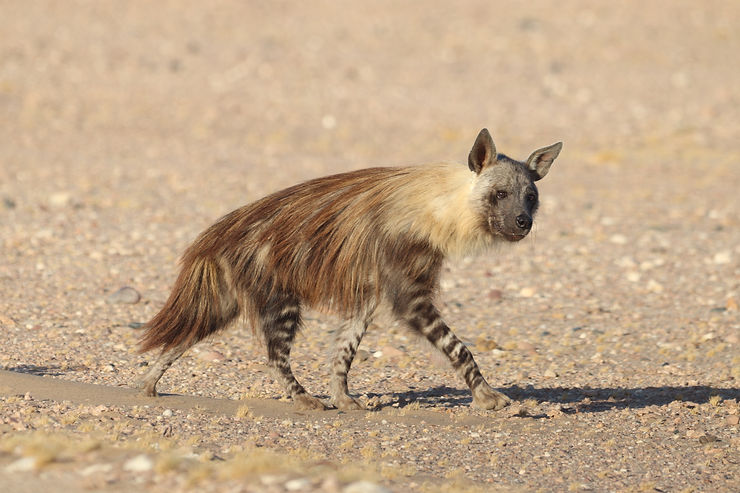 Hyène brune (Parahyaena brunnea)