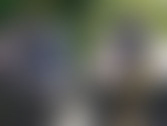 A la rencontre du drill, cousin méconnu du mandrill