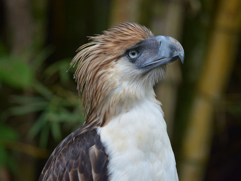L'aigle des Philippines, l'un des plus grands rapaces au monde, est menacé d'extinction