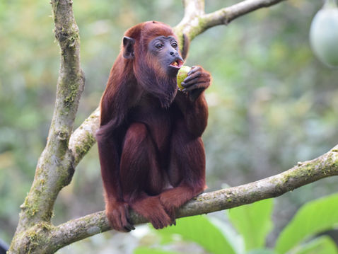 Merazonia, le refuge de la seconde chance en Equateur