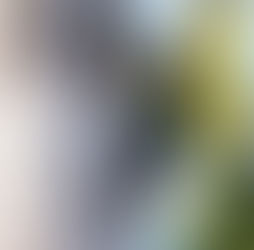 L'expansion du pic noir, une bonne nouvelle pour la biodiversité