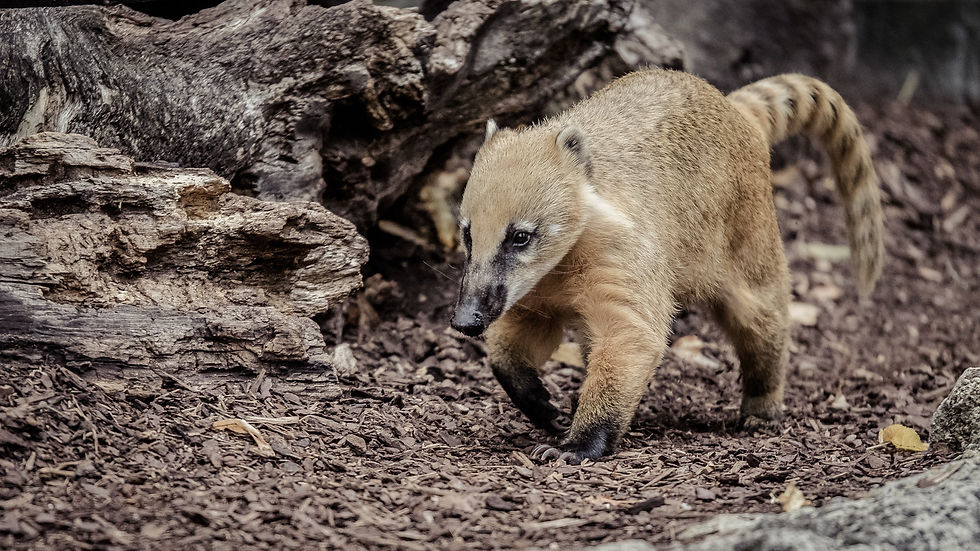 Coati roux (Nasua nasua)