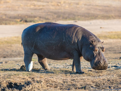 Histoire et origines des hippopotames, proches cousins des baleines