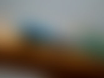 Le gecko nain de William, petit reptile au coeur du trafic