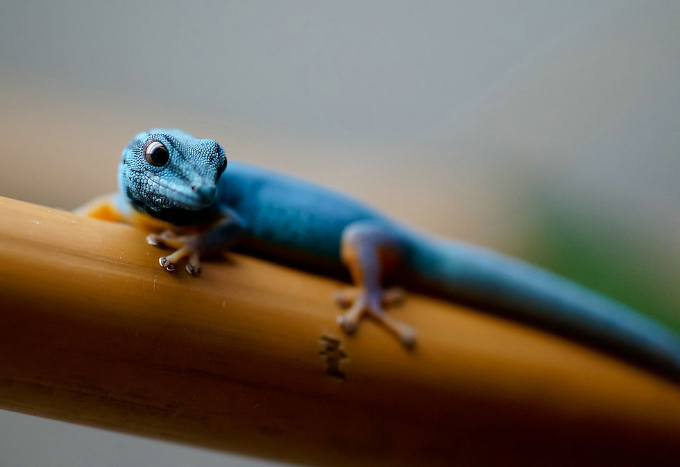 Gecko nain de William (Lygodactylus williamsi)