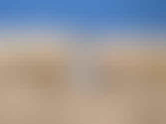 La sterne du Pérou, une espèce très sensible aux activités humaines